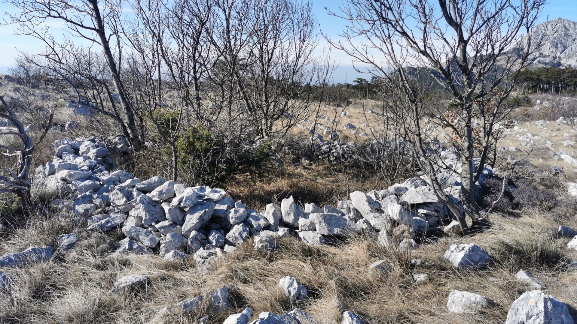 Dolac_1