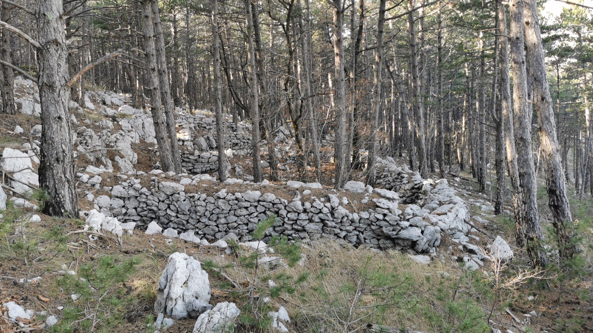 Dolac_3